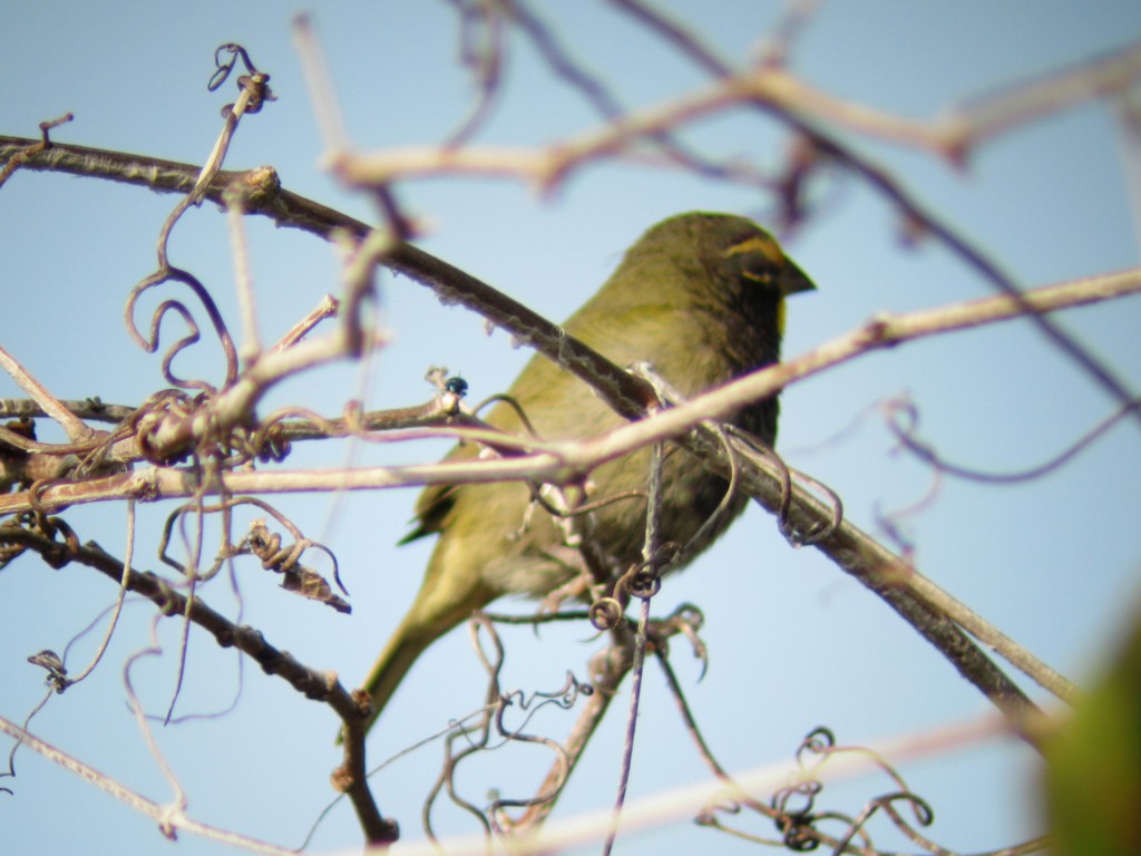 Yellow-faced Grassquit - ML407889181