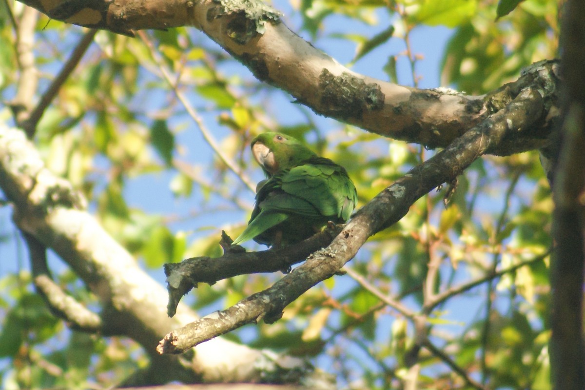 Pacific Parakeet - ML407889221