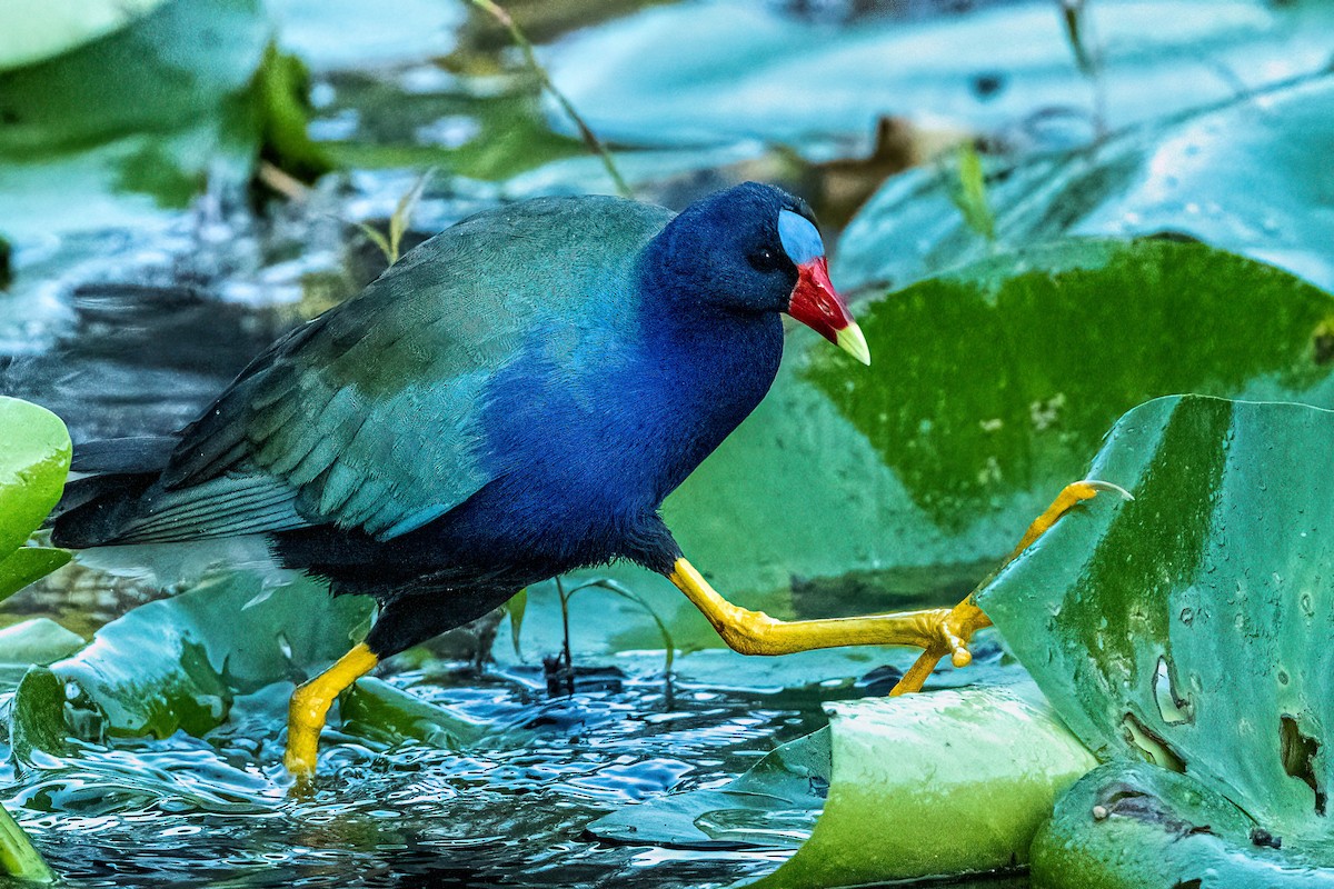 Purple Gallinule - ML407889361