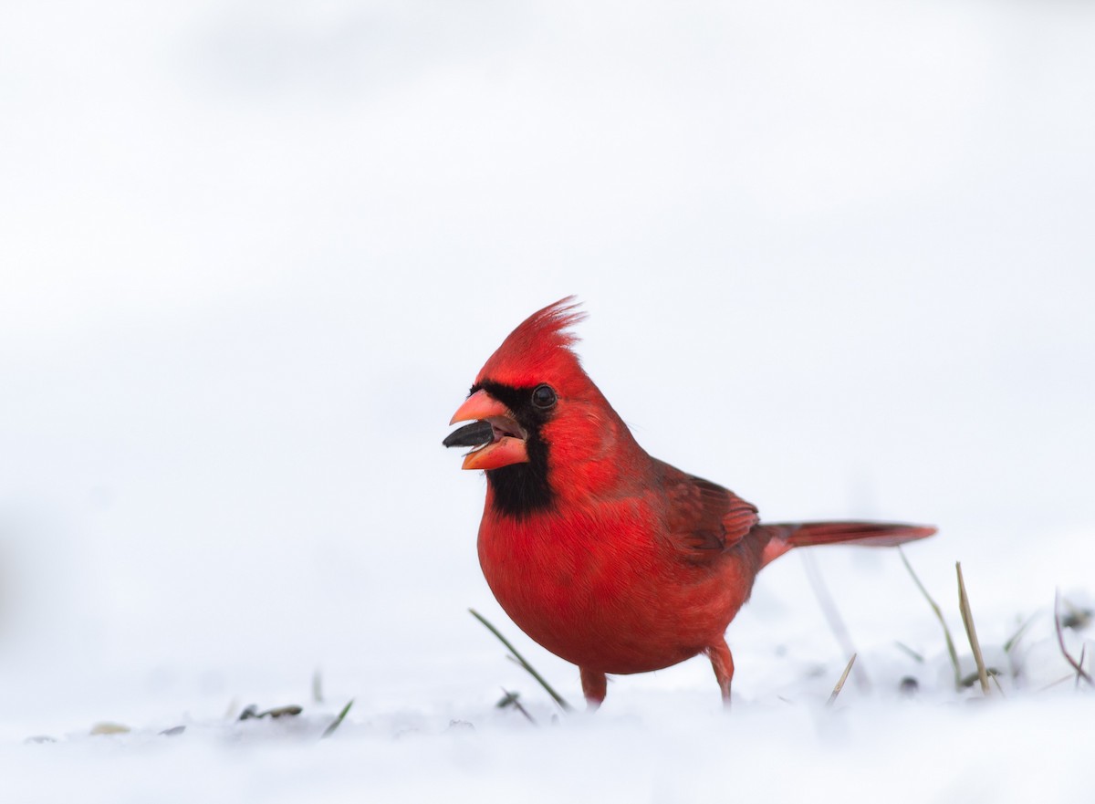 Northern Cardinal - Zealon Wight-Maier