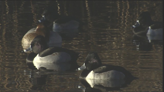 Ring-necked Duck - ML407891