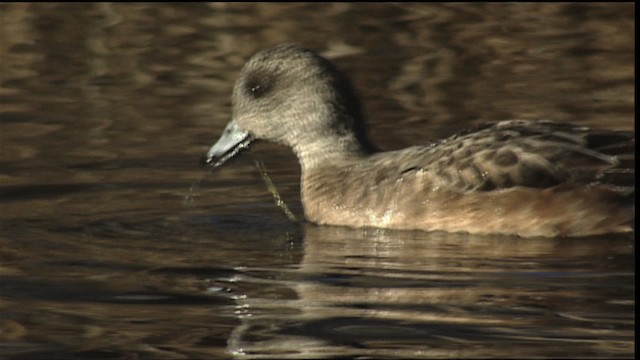 American Wigeon - ML407892