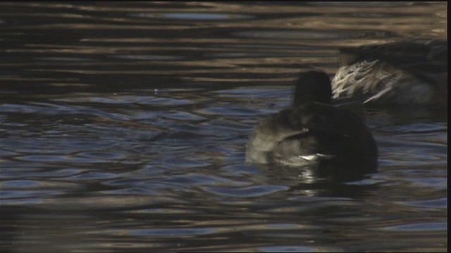 American Coot (Red-shielded) - ML407893