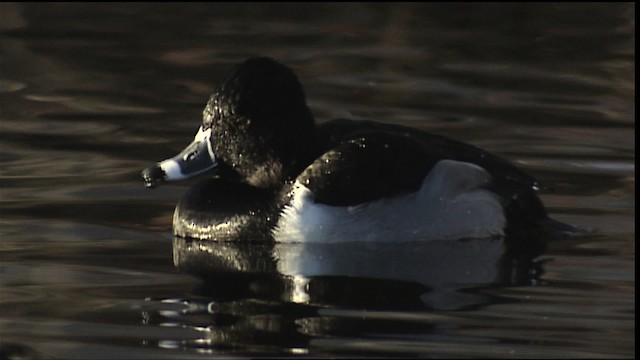 Ring-necked Duck - ML407894