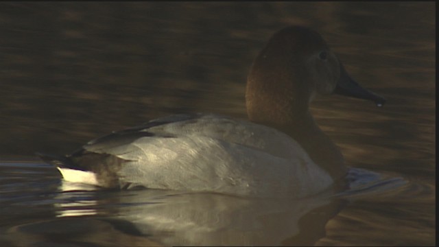 Canvasback - ML407895