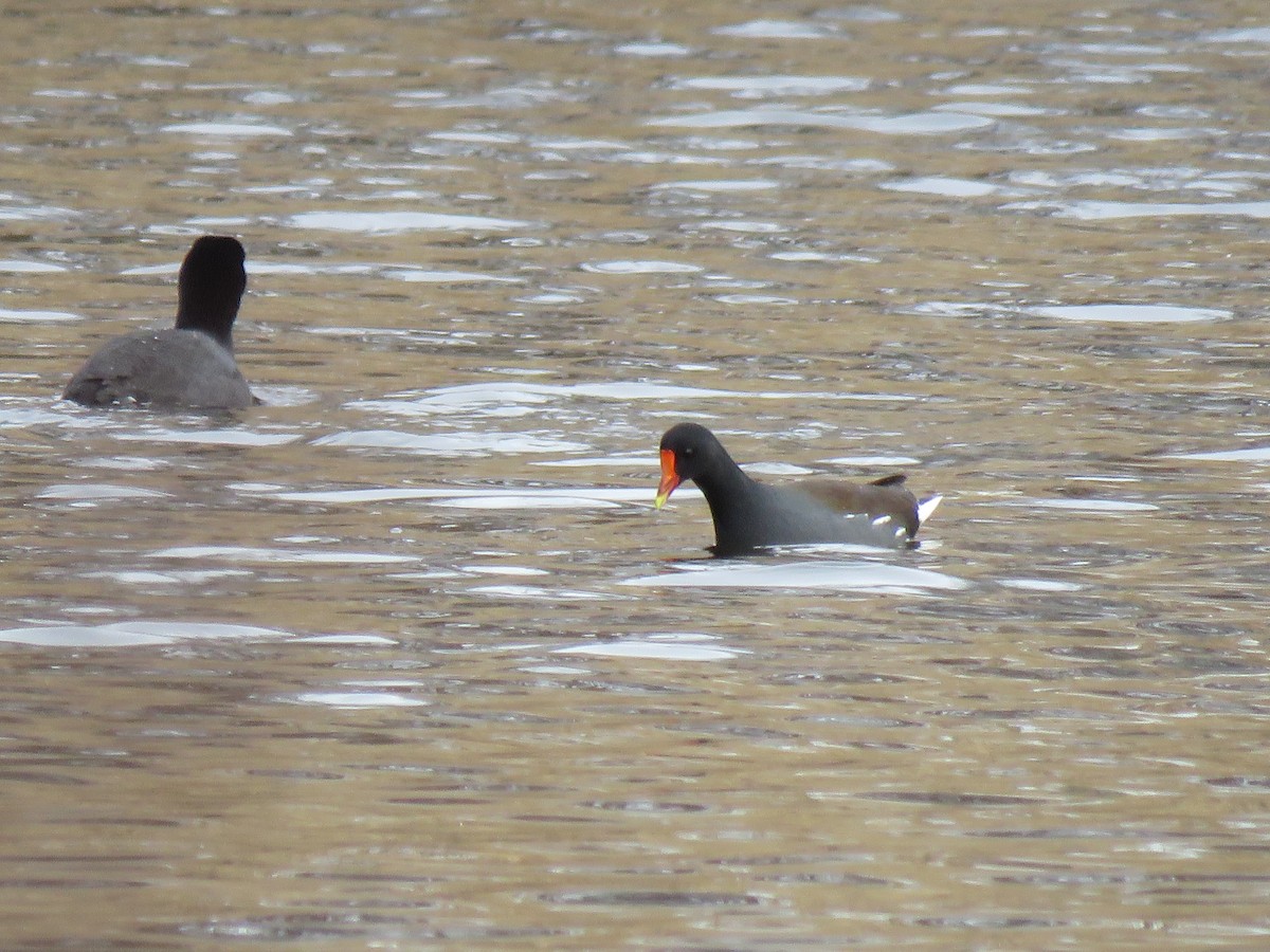 Common Gallinule - ML407895861