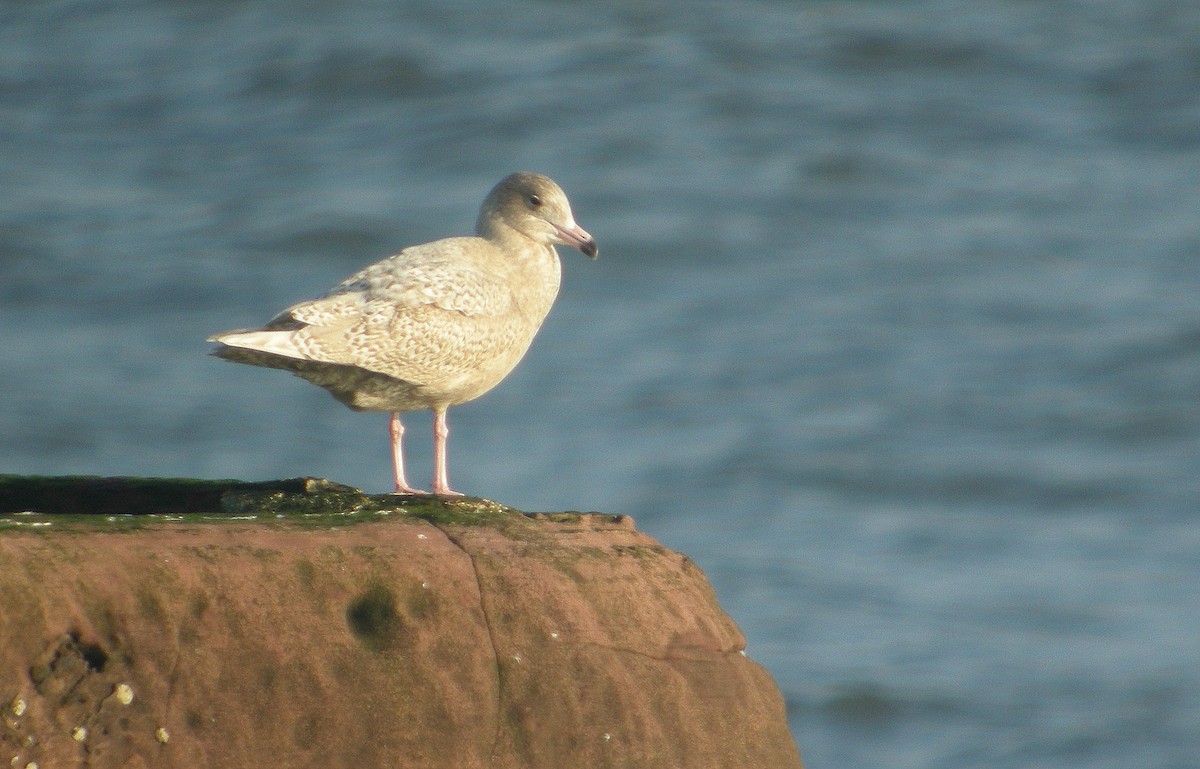 Glaucous Gull - ML407896501
