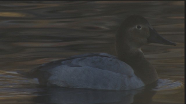 Canvasback - ML407897