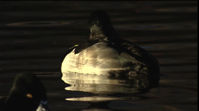 Ring-necked Duck - ML407898