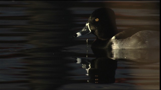 Ring-necked Duck - ML407901