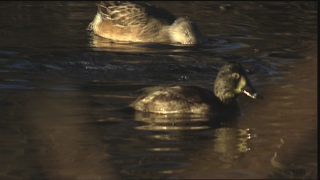 Ring-necked Duck - ML407902