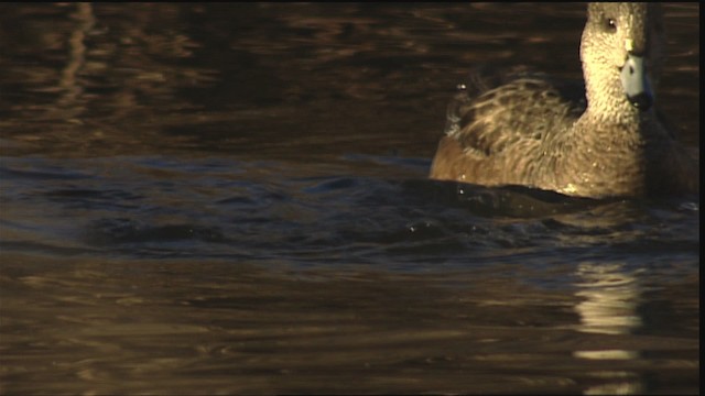 Murgilari lepokoduna - ML407904