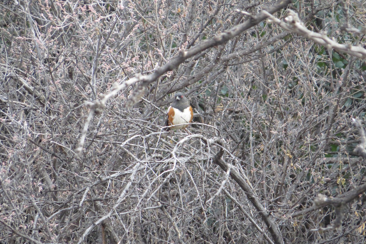 Spotted Towhee - ML40790441