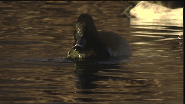 Ring-necked Duck - ML407905