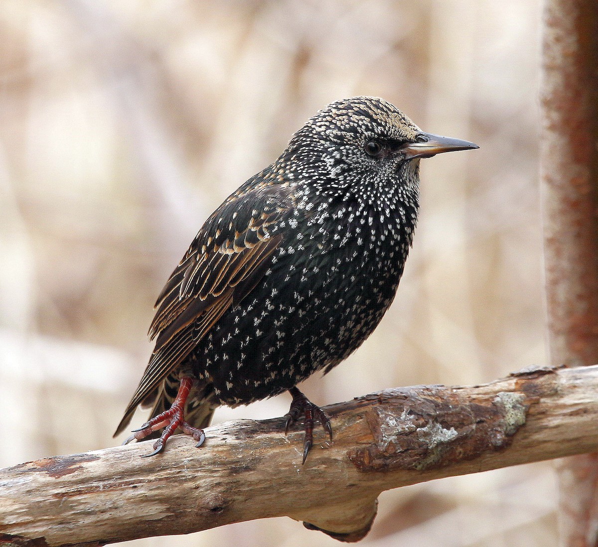 European Starling - ML407905051