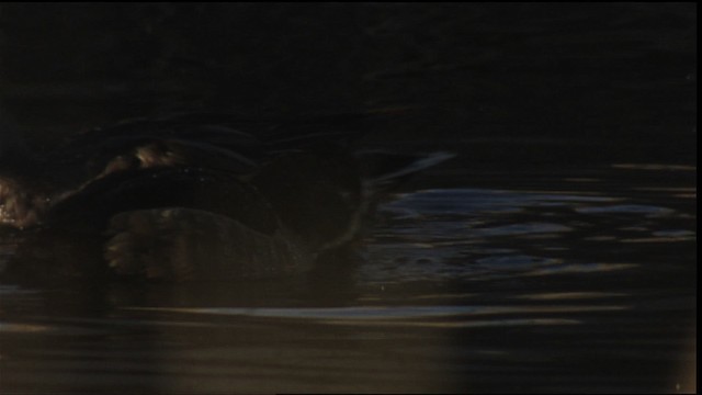 Ring-necked Duck - ML407906