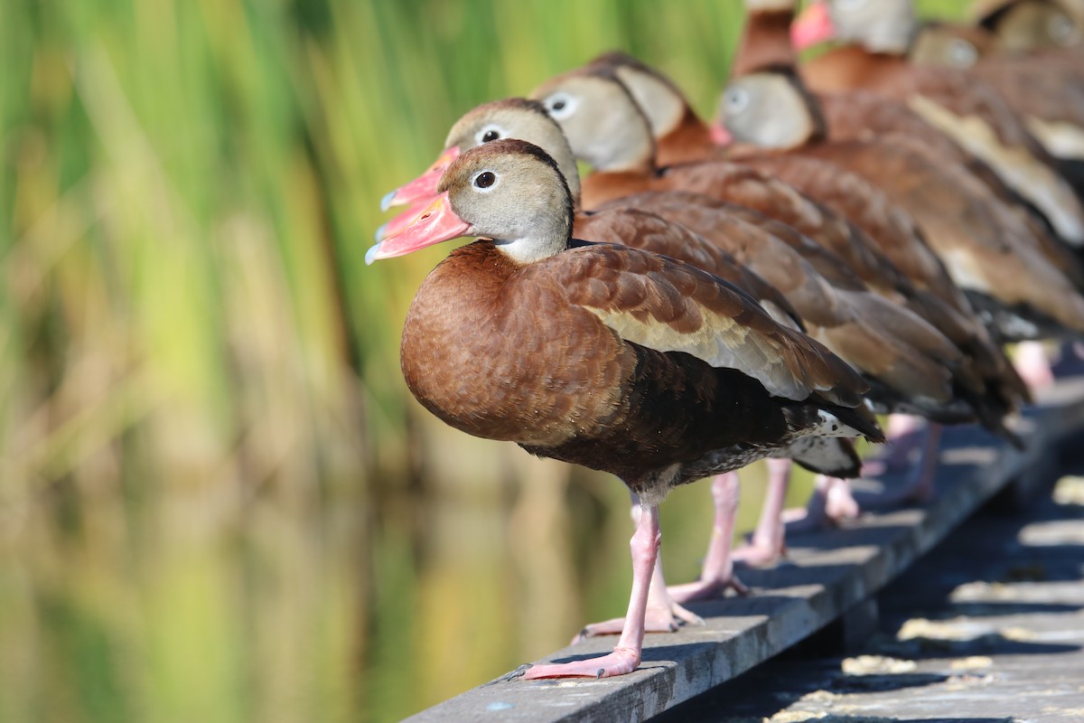 Black-bellied Whistling-Duck - ML407906621