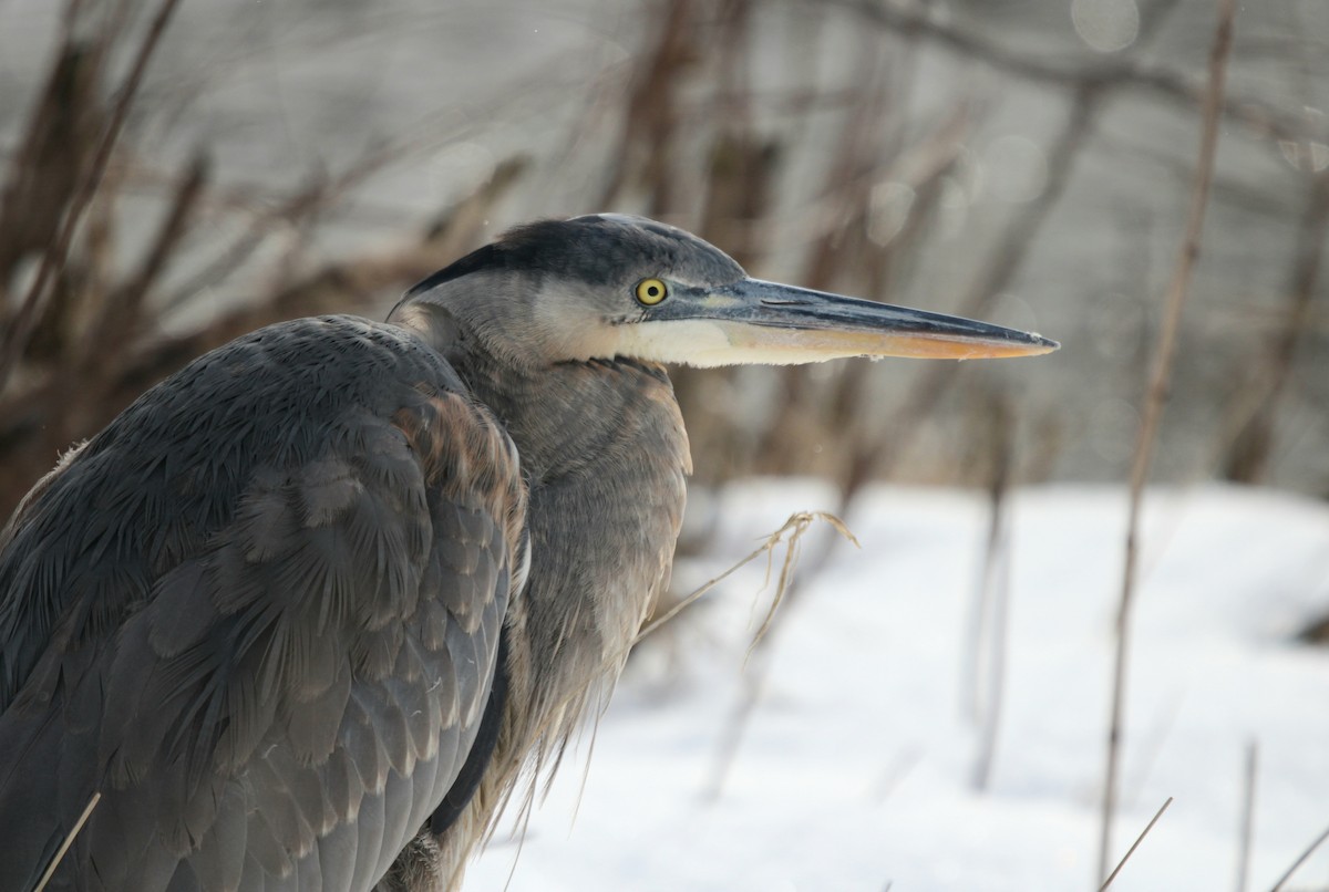 Great Blue Heron - ML407907461