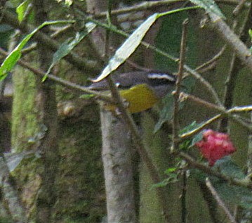 Bananaquit - ML407909441