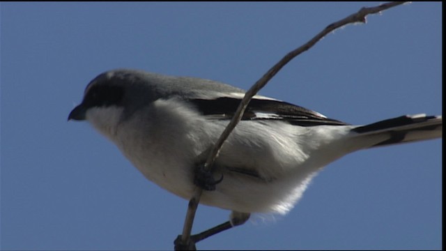 Loggerhead Shrike - ML407910