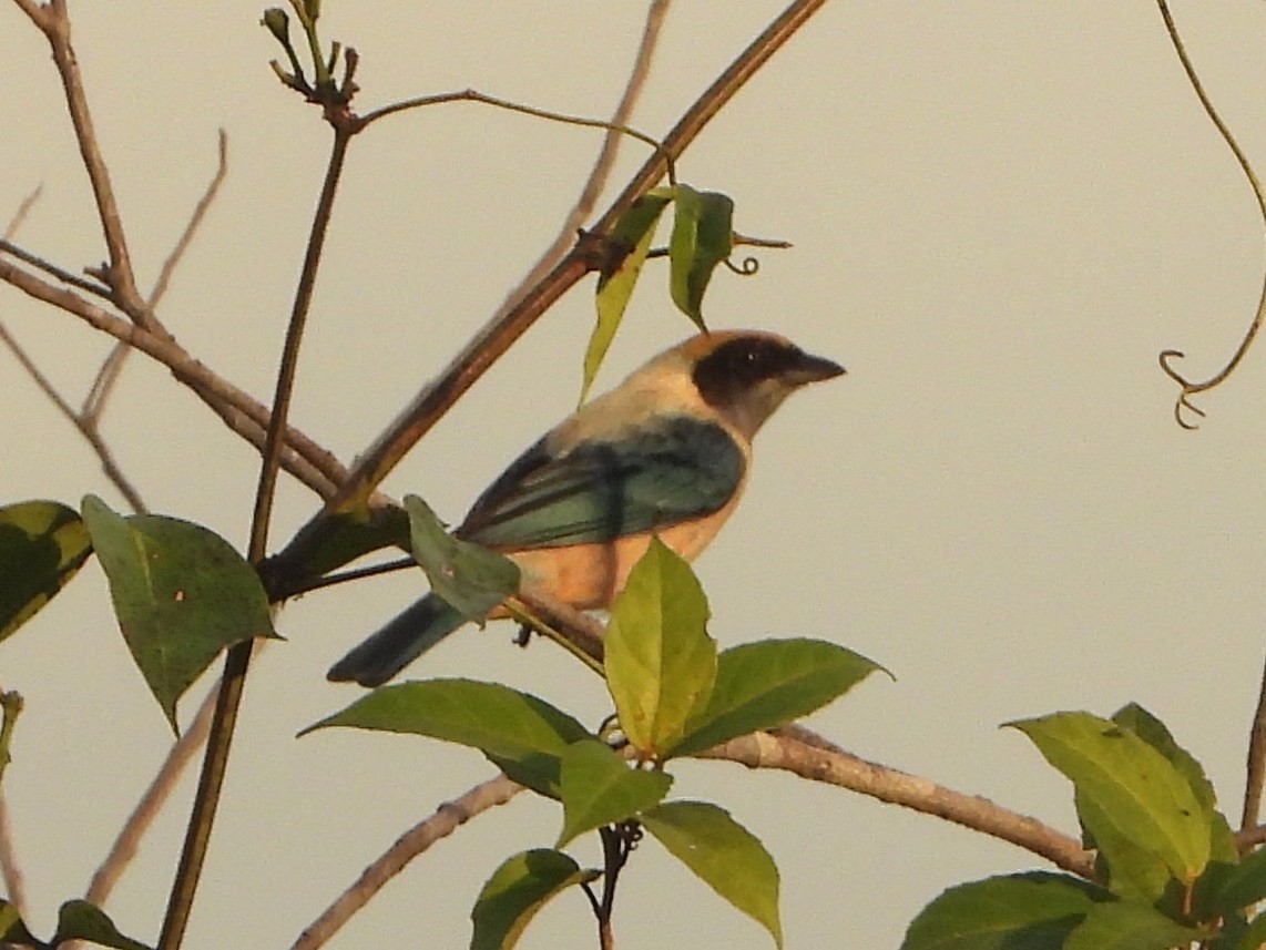 Burnished-buff Tanager (Rufous-crowned) - ML407910651