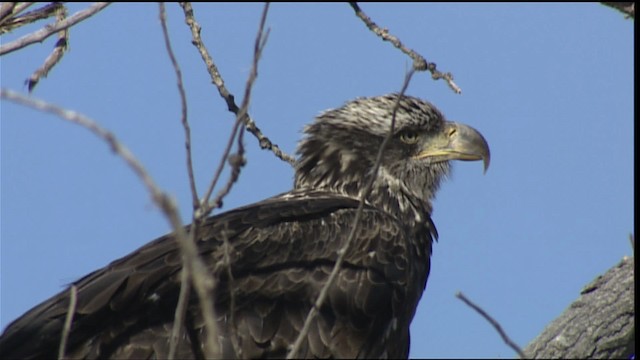 Bald Eagle - ML407912