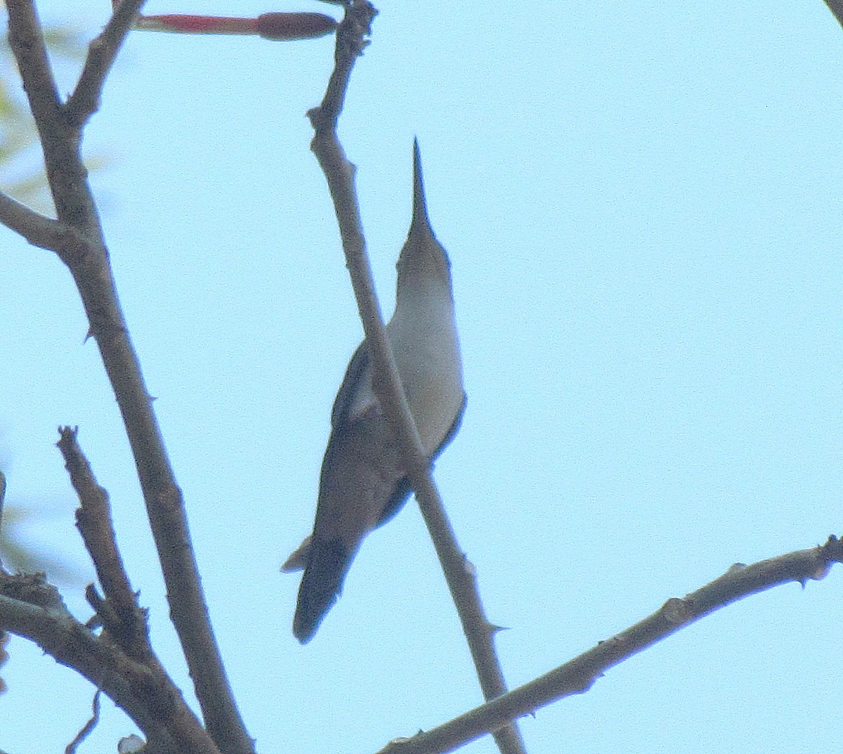 Wedge-tailed Sabrewing - ML407913551