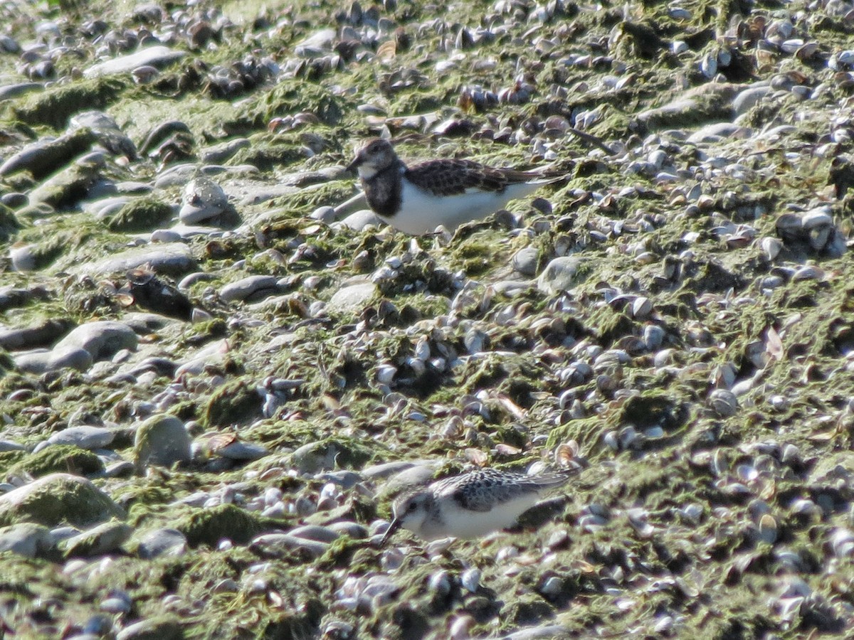 Ruddy Turnstone - Mark D. Read