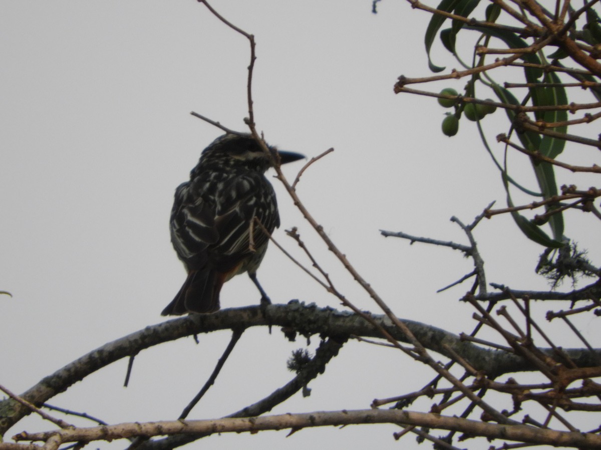 Streaked Flycatcher - ML407916901