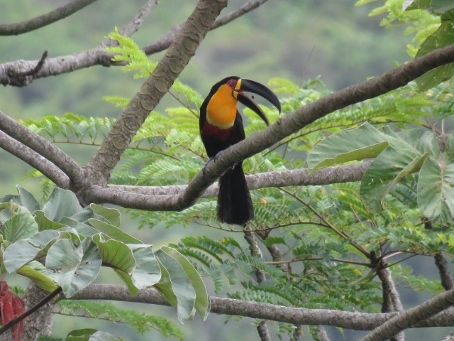 Channel-billed Toucan - ML407917321