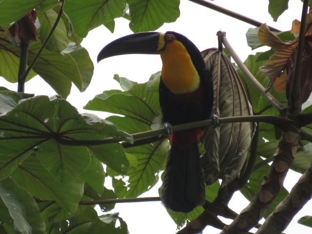 Channel-billed Toucan - ML407917331