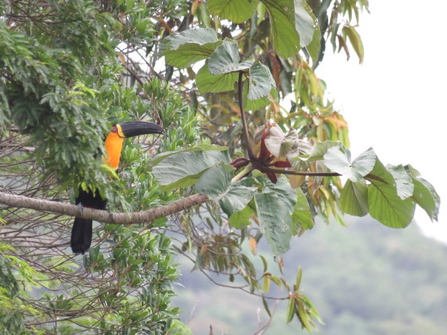 Channel-billed Toucan - ML407917351