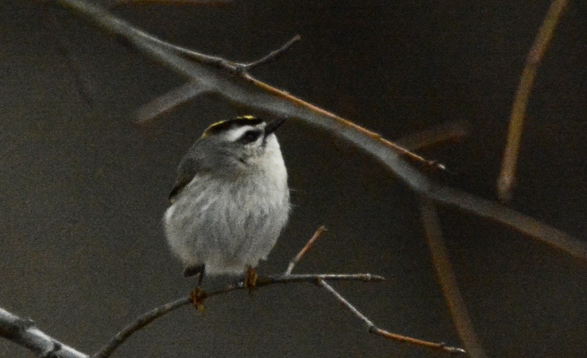 Golden-crowned Kinglet - ML407917771