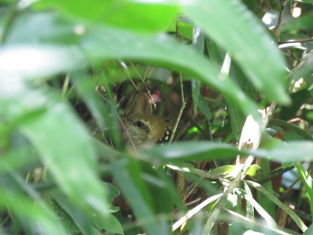 Squamate Antbird - ML407917901