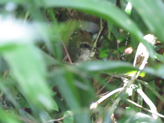 Squamate Antbird - ML407917911