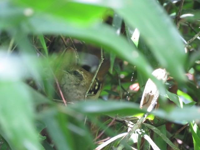 Squamate Antbird - ML407917931