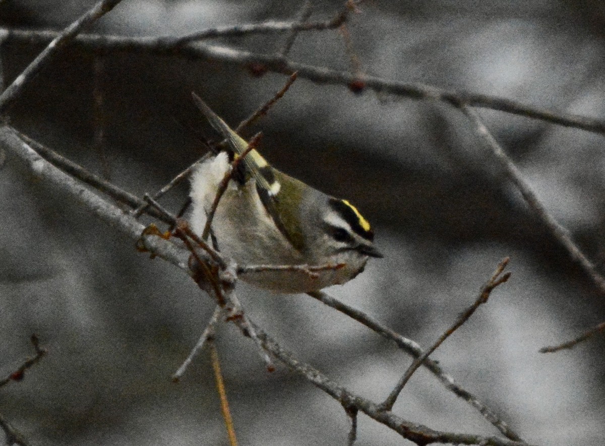 Golden-crowned Kinglet - ML407917961