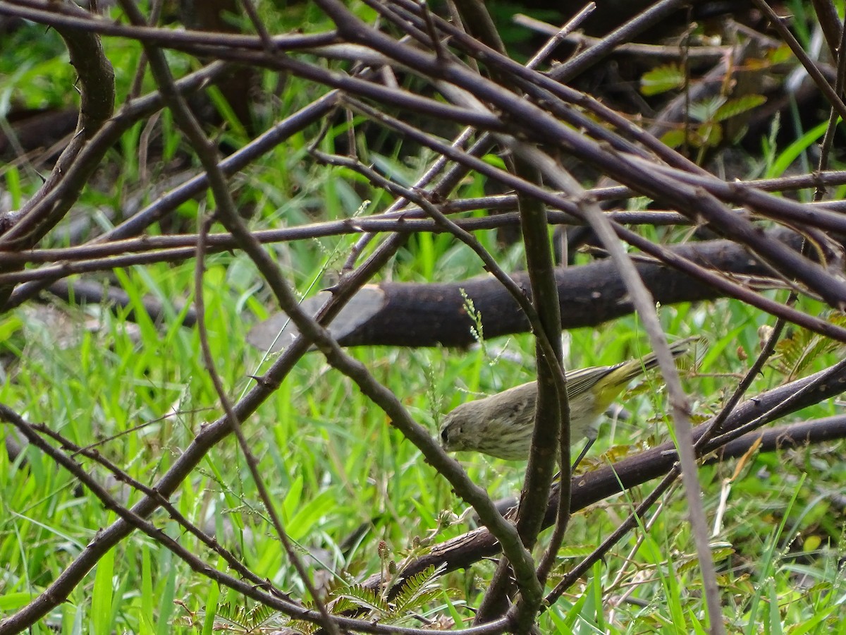 Palm Warbler - ML40791801