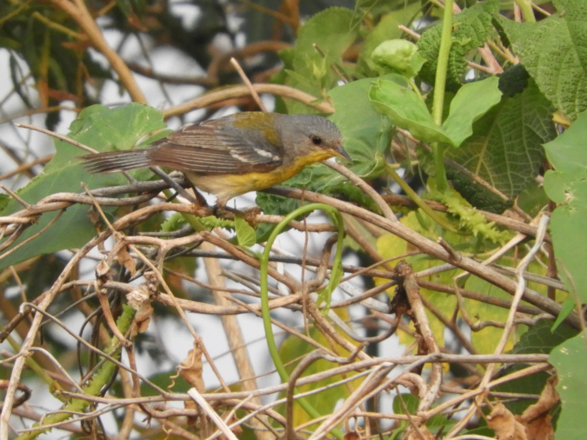 Tropical Parula - ML407918231