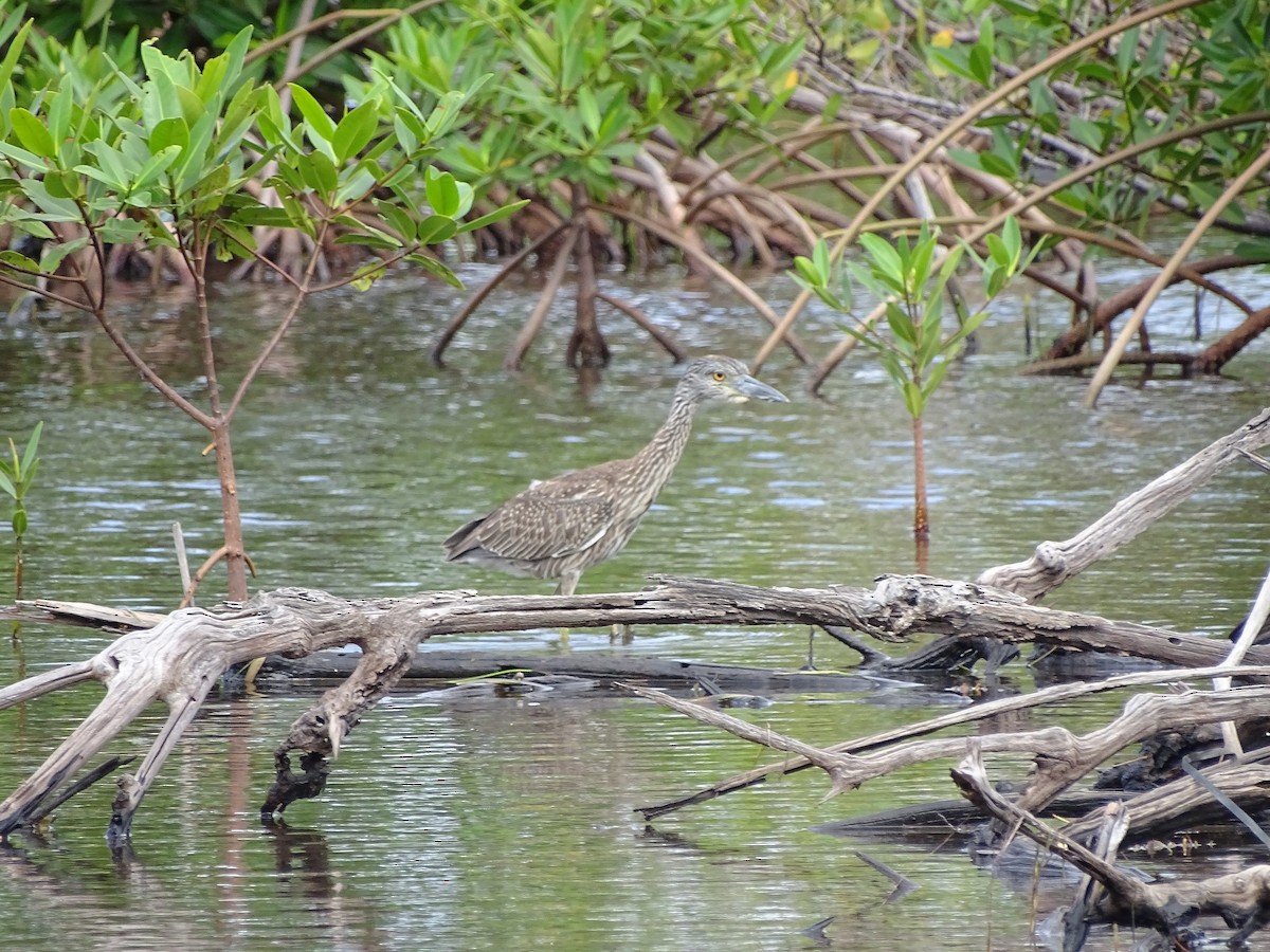 Yellow-crowned Night Heron - ML40791841