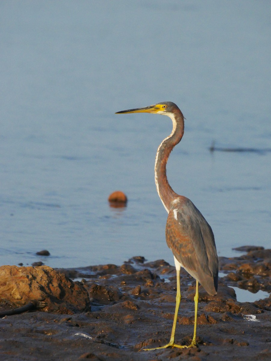 Tricolored Heron - ML407918431