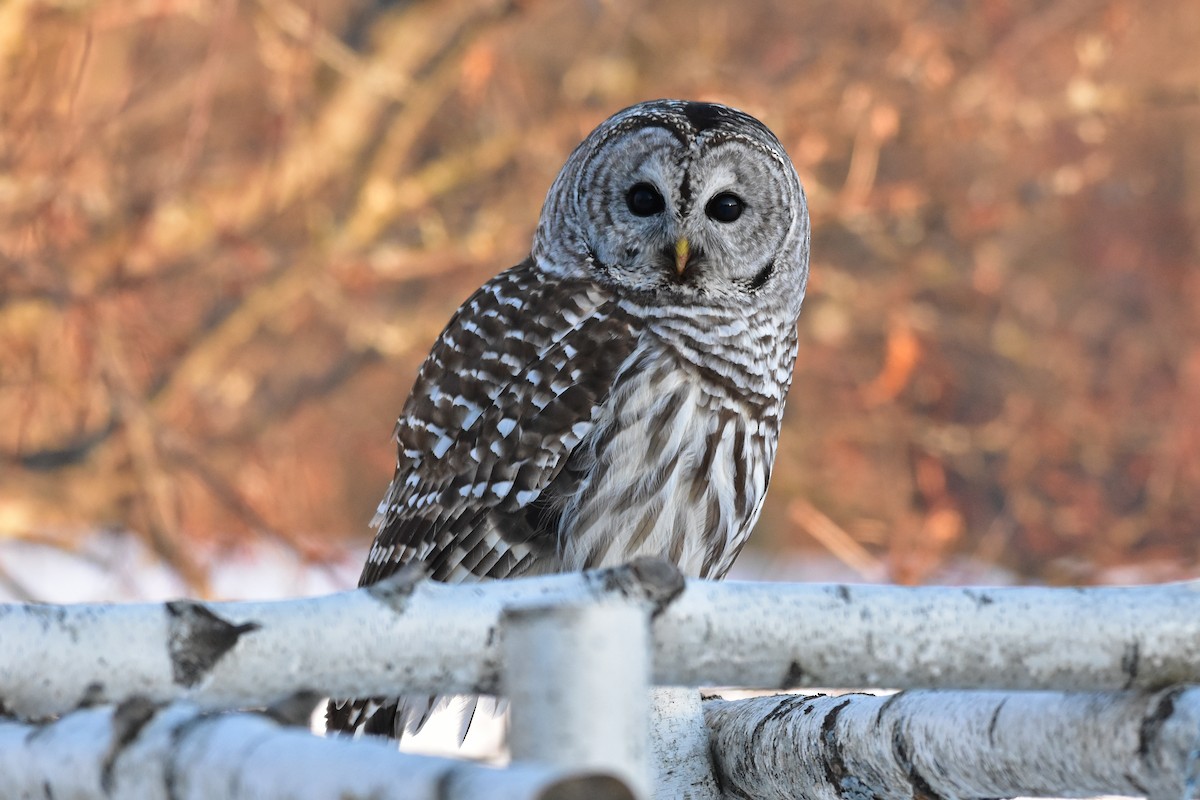 Barred Owl - Henry Trombley