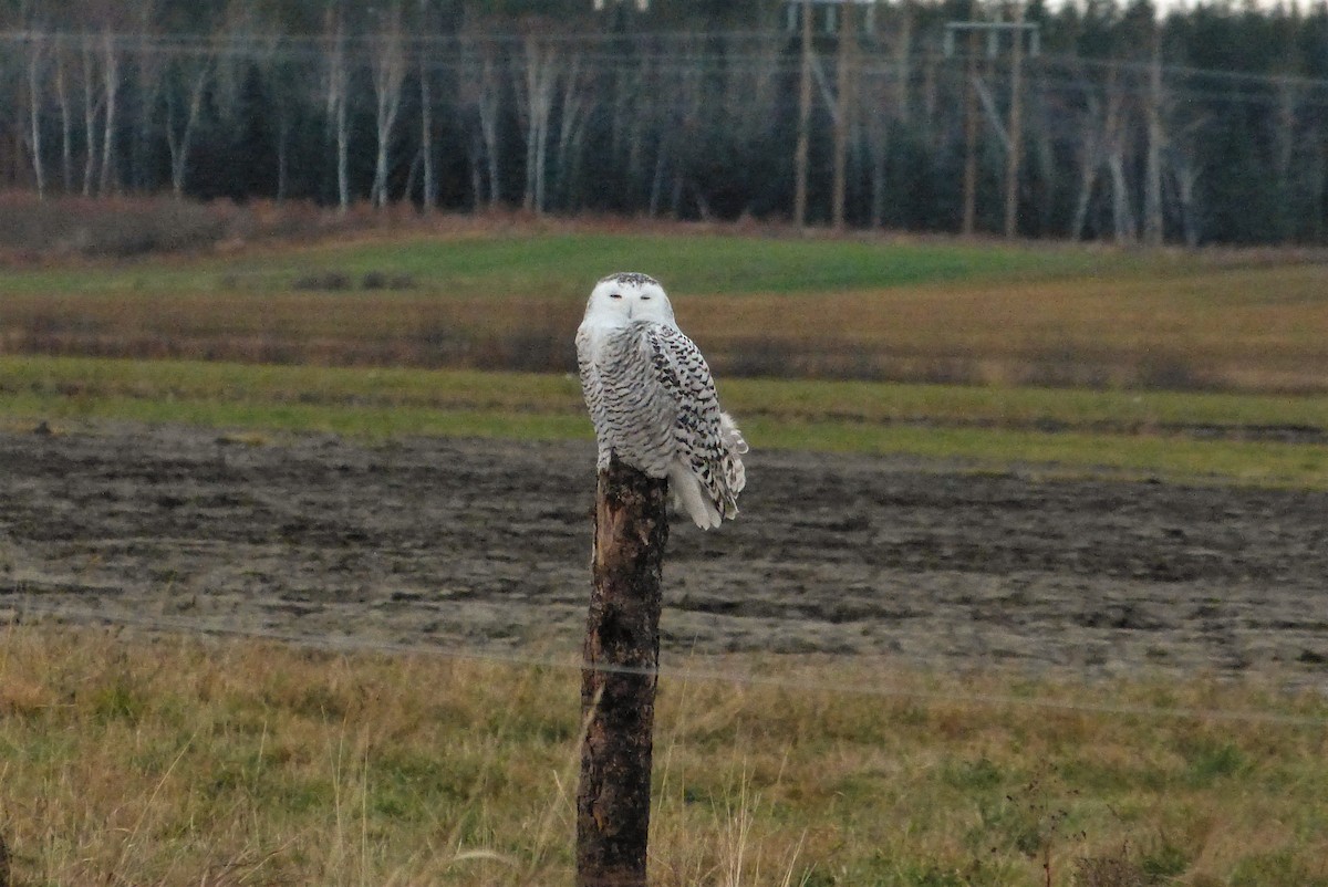 Snowy Owl - ML40792081