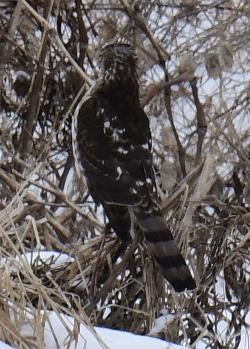 Cooper's Hawk - ML407920841