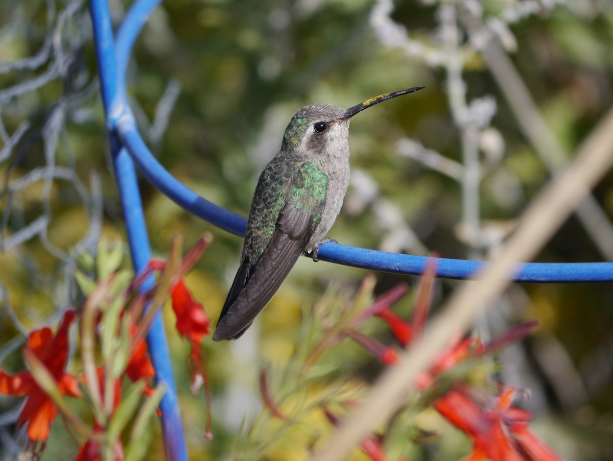 Broad-billed Hummingbird - ML40792121
