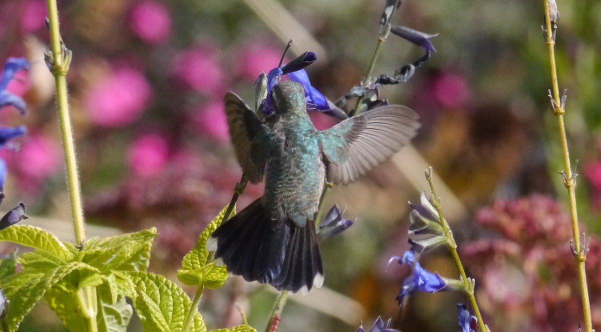 Broad-billed Hummingbird - ML40792151