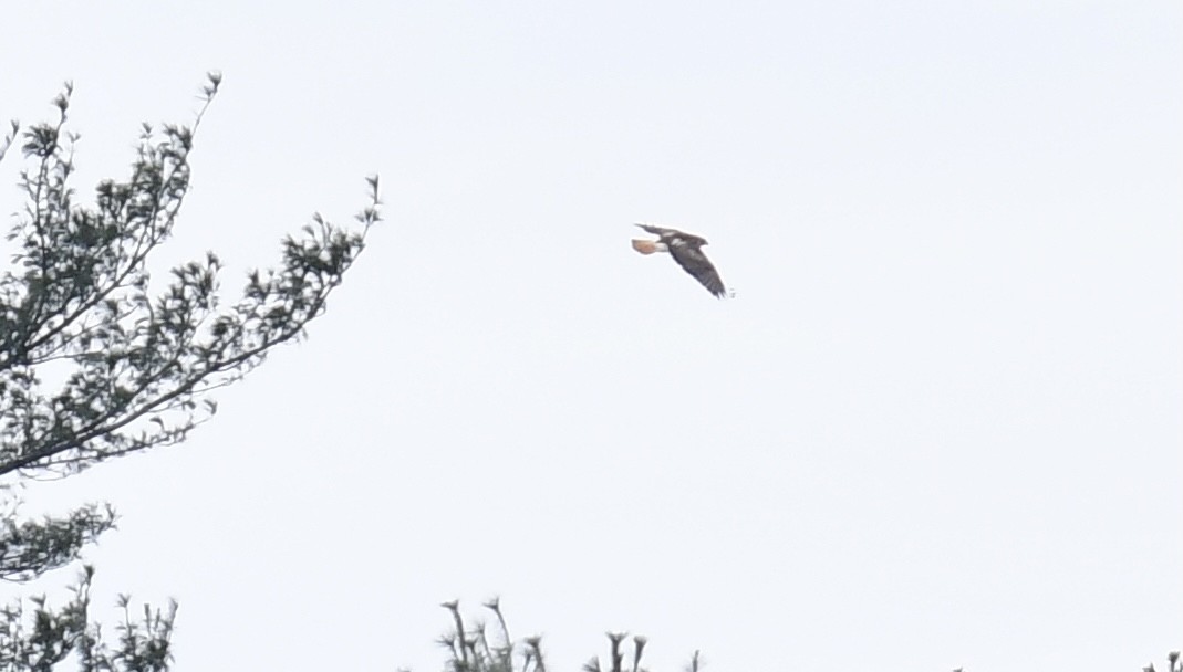 Red-tailed Hawk - ML407921641