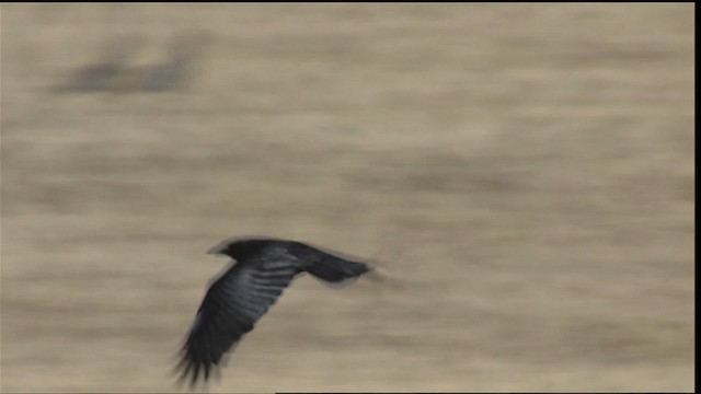 American Crow - ML407922