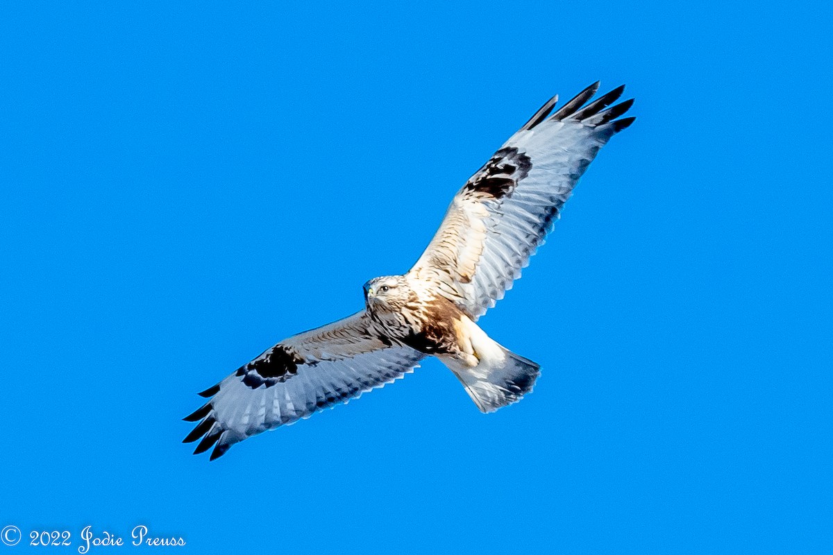 Rough-legged Hawk - Jodie Preuss