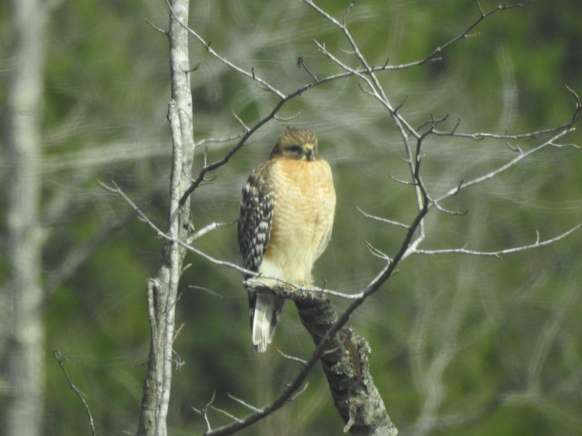 Red-shouldered Hawk - ML407924981